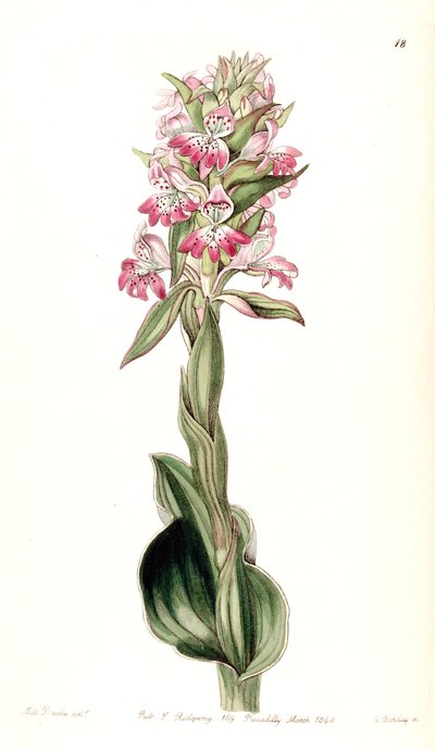 Satyrium erectum by Miss Drake
